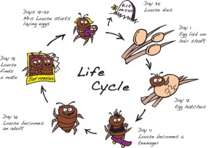 El ciclo de la vida de un piojo